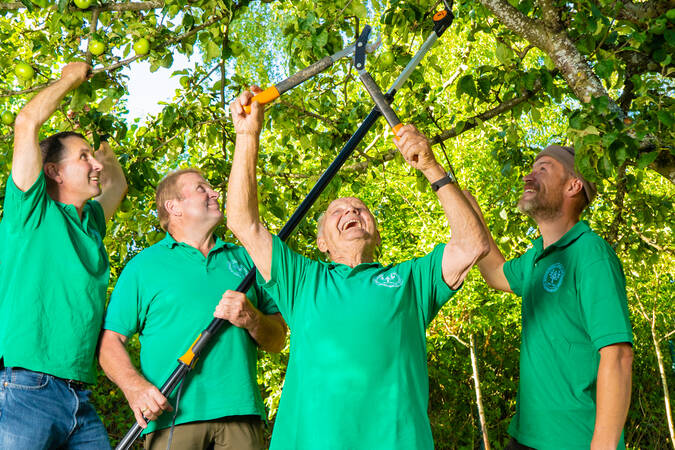 Bild von vier Personen des Obst- und Gartenbauvereins welche gemeinsam einen großen Baum schneiden